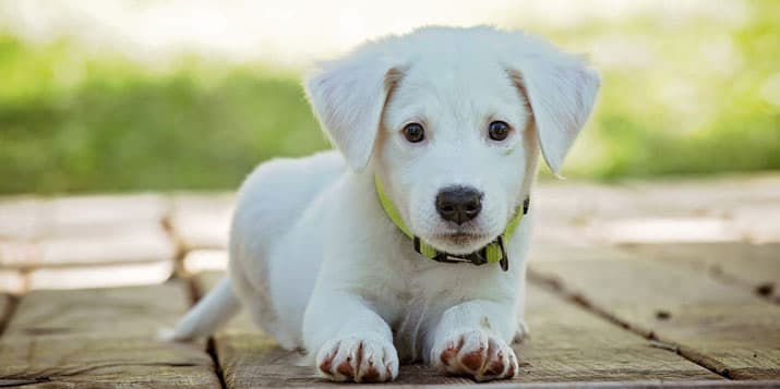 Las mascotas ideales para Sagitario